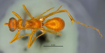 Media type: image;   Entomology 26738 Aspect: habitus dorsal view
